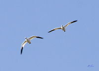 Snow Geese